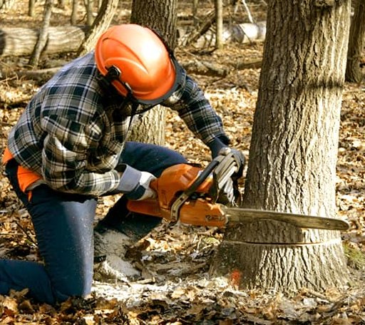 Tree Removal in Mendon, MA